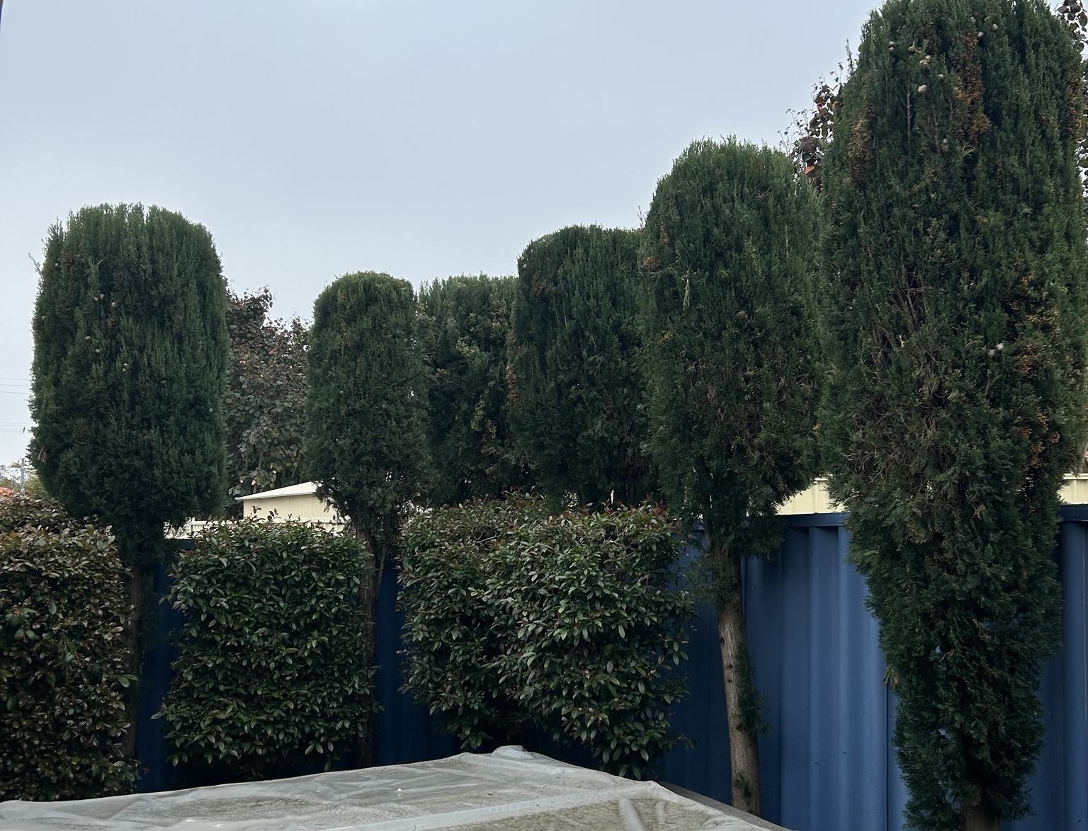 Tall screening hedges professionally shaped