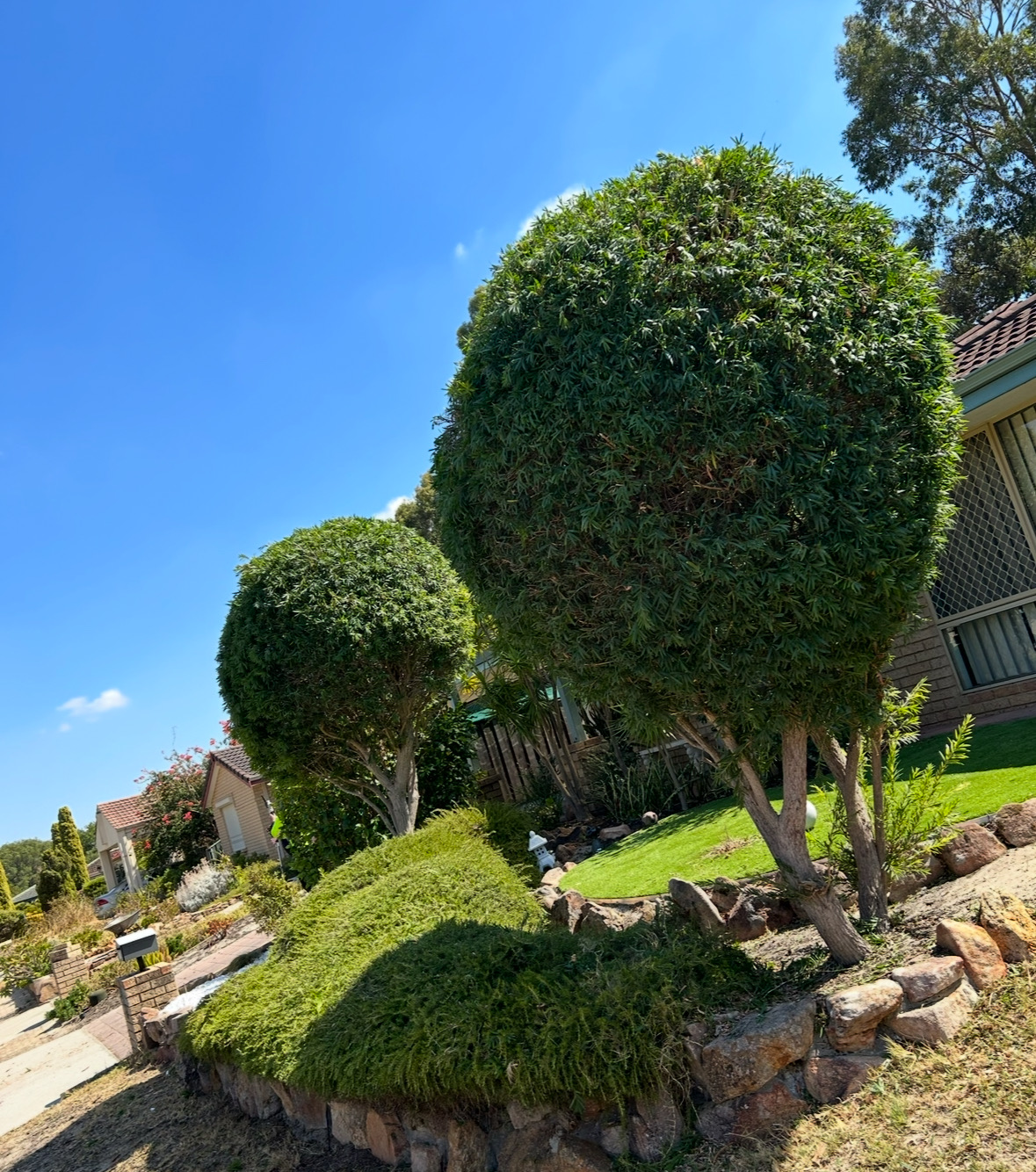 Rounded topiary professionally shaped