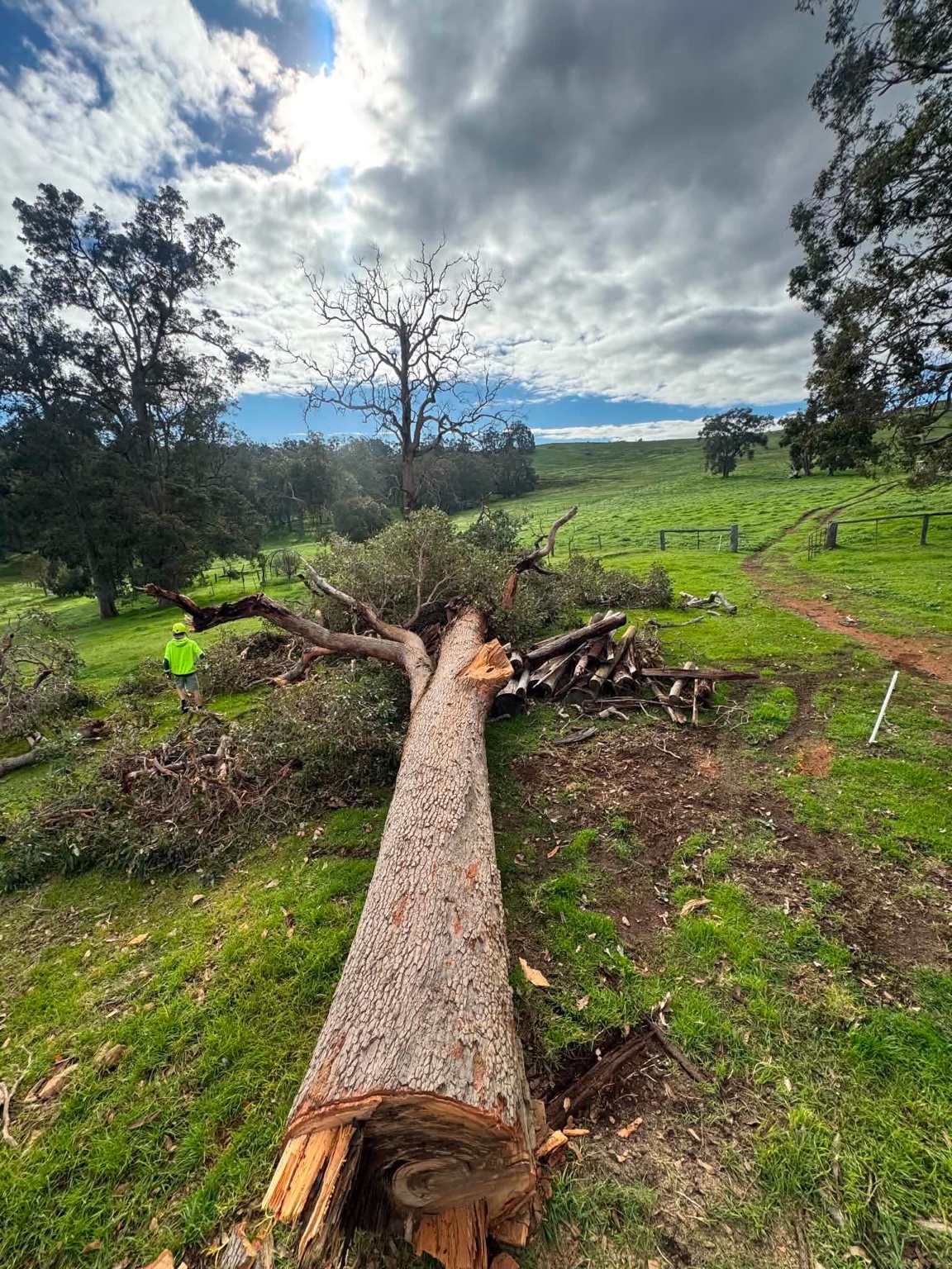 Large rural tree safely felled